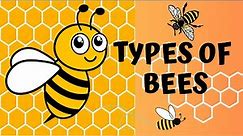 The Amazing World of Bees | Discover the Different Types of Bees