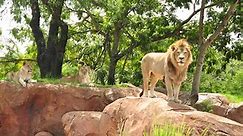 Caring for Disney Animals: All About Lions