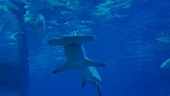 Critically endangered great hammerhead shark arrives at SeaWorld