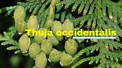 Thuja occidentalis Growing Guide (Eastern Arborvitae / Northern White Cedar) by Gardener's HQ