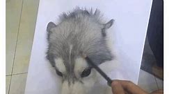 Realistic Husky Drawing