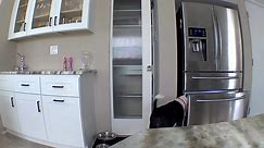 Dog Breaks Into Freezer And Steals Food