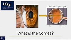 Bringing Clarity to the Cornea: Dry Eye Disease and Surgeries of the Cornea