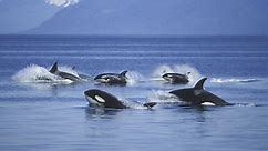 Endangered orcas at risk from U.S. Navy, activists warn