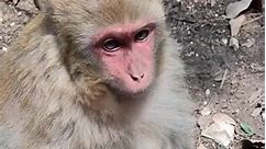 Monkey brains are eaten in some parts of South Asia #naturephotography #art #dankmemes #animallovers #cute #zoo #nature #monkey #wildlifephotography #monkeyface #photography #monkeyseemonkeydo #primate #monkeys #monkeymemes #ape #animalphotography #funny #travel #animals #animal #monkeysofinstagram #wildlife #love #meme #gorilla #photooftheday #monkeylove #primates #memes | Elisa Prosacco