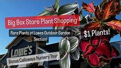 Big Box Store Plant Shopping Lowes Rare Plants at Garden Section Calloways Nursery Tour $1 Plants
