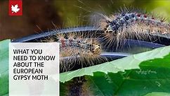 What you need to know about the invasive European gypsy moth