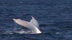 Rare White Humpback Whale