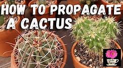 5 Easy Ways to Propagate a Cactus / Care for Cactus #growcactus