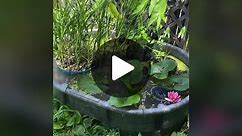 My backyard mini-pond!! And its renter friendly! This fall im gonna build a lil soil ramp so amphibians can better reach the water next year!