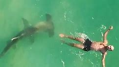Swimmer doesn't notice hammerhead shark swimming directly underneath him
