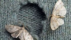 15 ways to get rid of moths and prevent them from your home