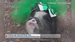 Meet Pudding, the pig from Palestine making waves on social media