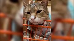 Leo the Home Depot cat draws in new customers to New Jersey store