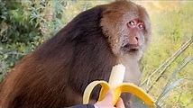 Monkeys Having Fun with Zoo Visitors