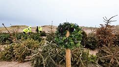 3,000 Christmas trees planted in the sand dunes