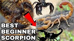 The Best Beginner Scorpion Species | Pet Scorpions
