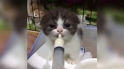 OMG Videos - Hungry Kitten Is Syringe Fed