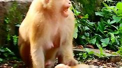 Bonita bites baby monkey Lucie extremely