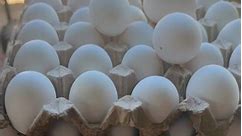 Egg for sale💪💪💪 #eggforsale #eggdelivery #eggdealer #eggforbreakfast #EGGALLDAY | Joyce Lucas