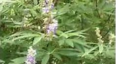Vitex chaste tree Privacy Shrub Blue Purple Flowers