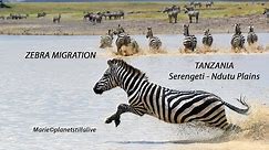 Great Migration - Hundreds of zebras running in a lake