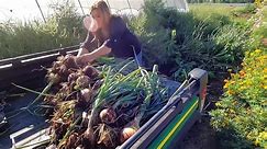 Day 2 of Paver Installation Around the Pond + Harvesting Onions & Planting Random Pretty Things! - video Dailymotion
