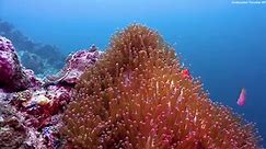 Aquarium 4K VIDEO ULTRA HD 🐠 Beautiful Coral Reef Fish - Relaxing Sleep Music