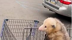 Attention seeking opossums love riding shopping carts at home depot