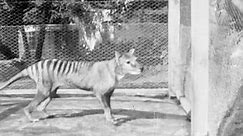 Tasmanian tiger: newly released footage captures last-known vision of thylacine – video