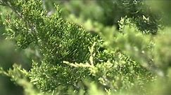 OETA Story on Red Cedar Trees in Oklahoma aired 5/26/09