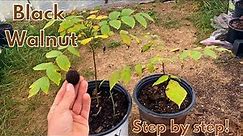 How to grow a Black Walnut tree from seed