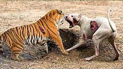 100 Times Animals Messed With The Wrong Opponent !