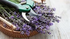 When and How to Prune Lavender Plants in 5 Simple Steps