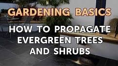 How to Propagate Evergreen Trees and Shrubs