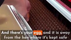 Collect Clean Eggs Everyday