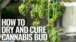 How To Properly Dry And Cure Cannabis Bud