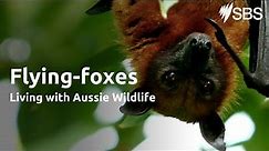 Flying Foxes | Living with Aussie Wildlife | Learn English