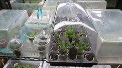 African Violet PROPAGATION TRAYS / MINI GREEN HOUSES