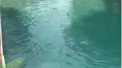20,000 gallon swimming pool filled up by yours truly #fyp #Summer #pool #satisfying #asmr #minnesota | Mi Dot