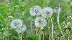What Are the Best Dandelion Removal Tools and Weed Pullers? | Review and Guide - School of Garden