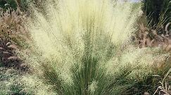 White Cloud Muhly Grass, Muhlenbergia capillaris White Cloud | High Country Gardens