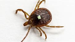Talking Points: A tick that can take a major bite out of your diet (part 1)