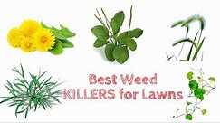 The 15 Best Weed Killers for Your Lawn in 2024 [Reviews] | CrabgrassLawn