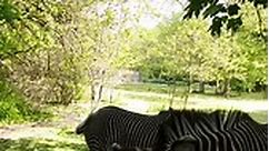 Bronx Zoo - The Grevy’s zebras are ready for their...