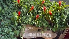 HiddenGarden Ilocos the day before it burned. #hiddengarden #ilocos | Jaycar