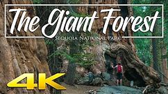 The Giant Forest 4K | Sequoia National Park