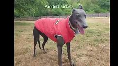 Just some of the coats we have for... - Kent Greyhound Rescue
