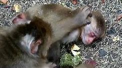 Bad condition baby monkey, mom tries to help it with water