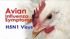 INFLUENZA SYMPTOMS in CHICKENS, Avian flu virus in poultry